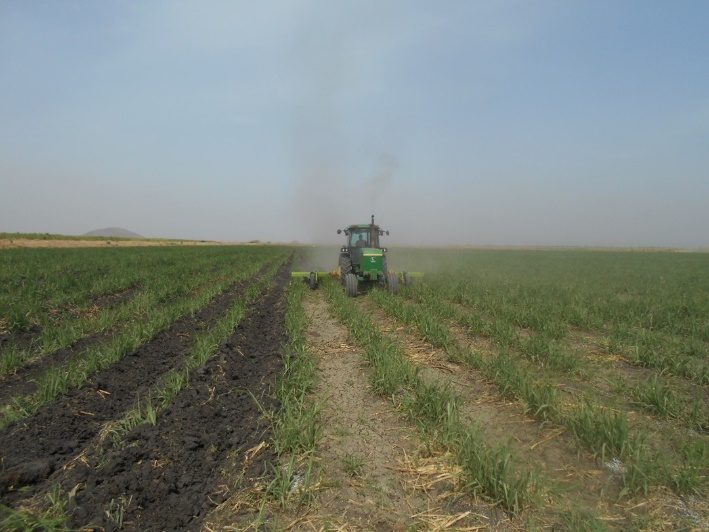 Sugar cane field under mechanised cultivation