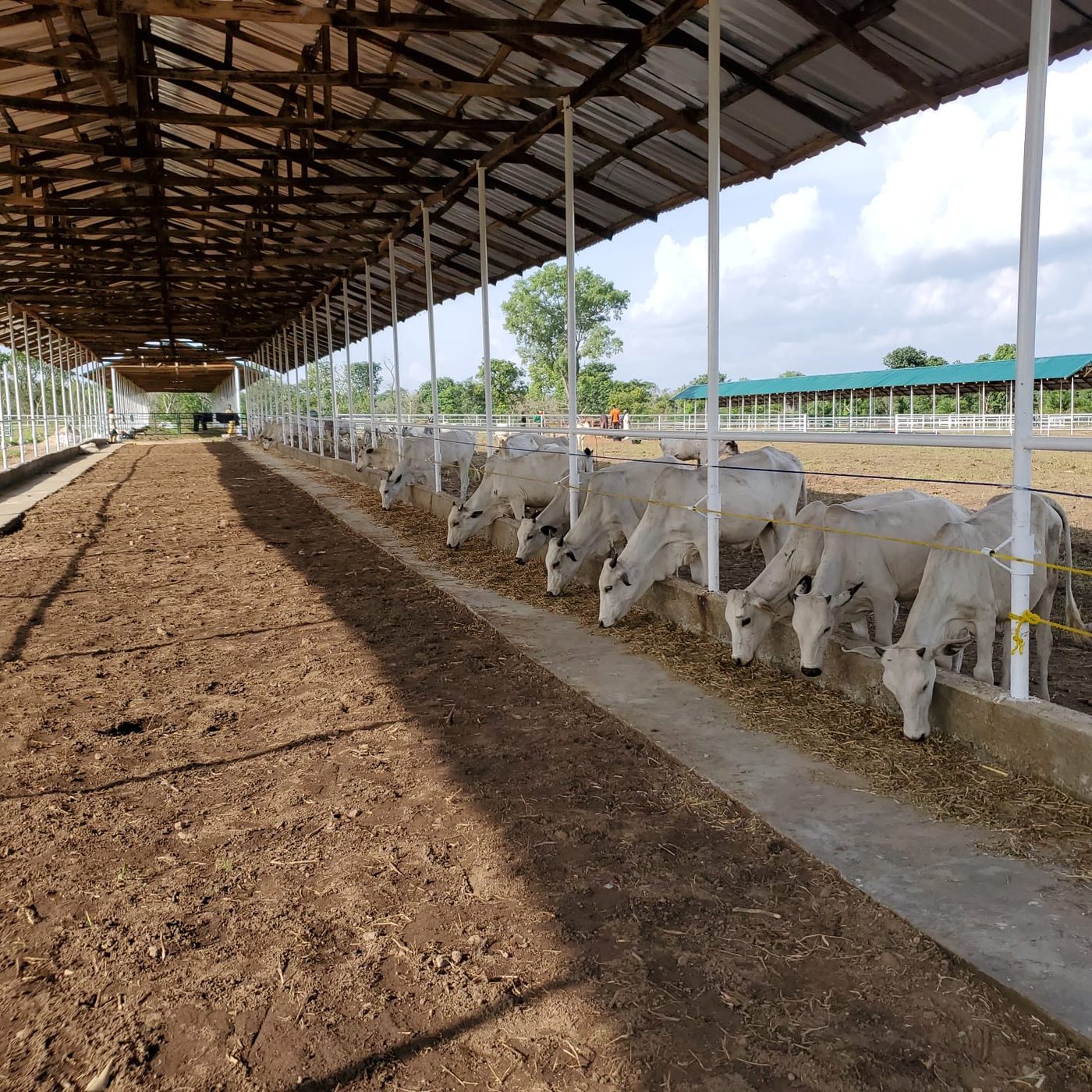 Covered feed alleys with mechanical feeding at the livestock centre