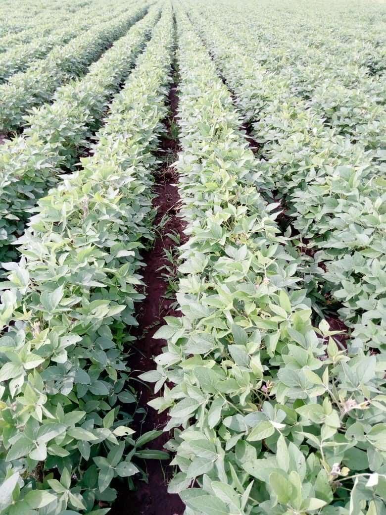 Rows of vegetables grown under irrigation for the fresh-pack plant